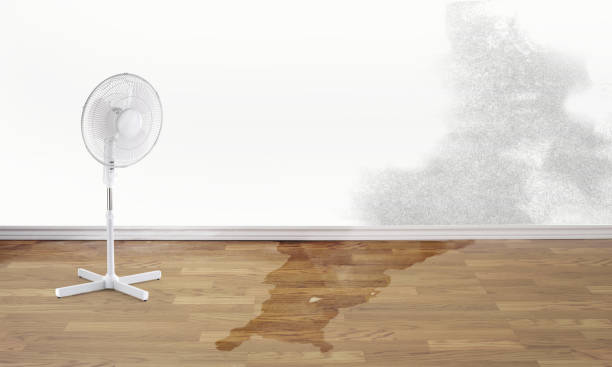 Best Water damage restoration experts  in New Whiteland, IN