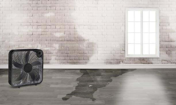 Best Emergency water damage restoration  in New Whiteland, IN